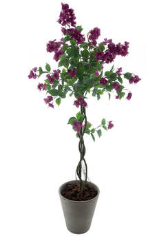 Bougainvillea tree in pot purple 165cm