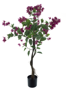 Bougainvillea Baum im Topf lila 120cm