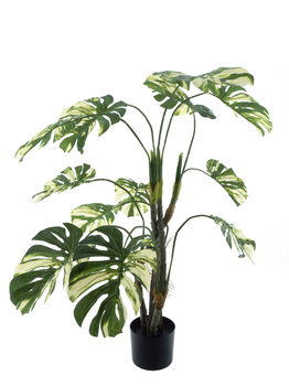 Monstera Alba in pot green/white 144cm