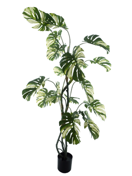 Monstera Alba in pot green/white 190cm