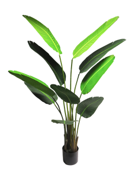 Strelitzia Nicolai medium green 160cm