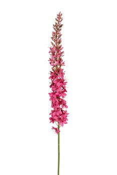 Eremurus l105cm dk roze