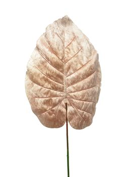 Velvet philo leaf pink 70cm