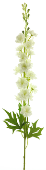 Delphinium Finn spray cream 85cm