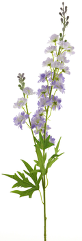 Delphinium Finn spray purple 85cm