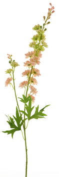 Delphinium Finn spray pink 85cm