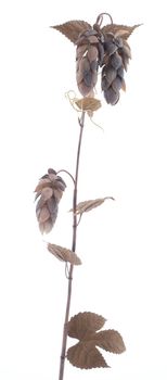 Small hop flower spray x3 w/leaf dk brown 133cm