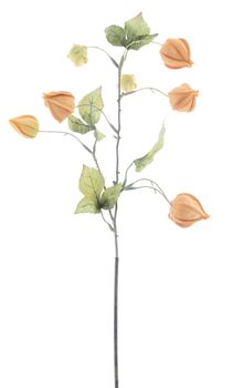 Physalis spray Lahja brown 54cm