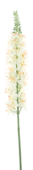 Eremurus spray cream 105cm