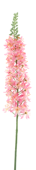 Eremurus spray pink 105cm