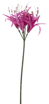 Nerine spray fuchsia 91cm