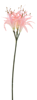 Nerine spray pink 91cm