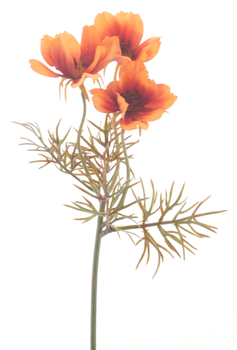 Cosmos spray orange 28cm