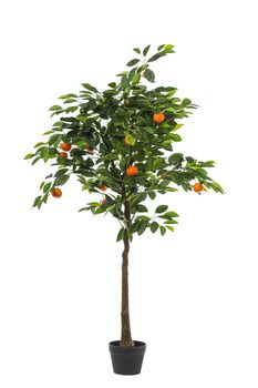 POTTED CLEMENTINE PLANT H 150 CM GREEN