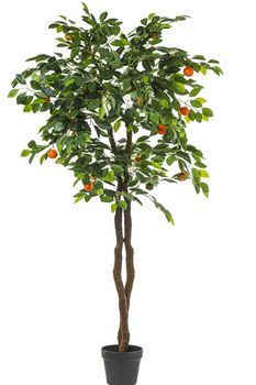 POTTED CLEMENTINE TREE H 180 CM GREEN