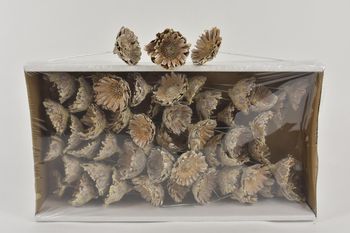 Comp Rosette 10cm wr box(50p) White-Wash