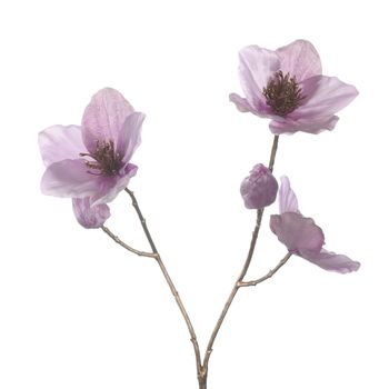 Helleborus x3 L51cm Lilac