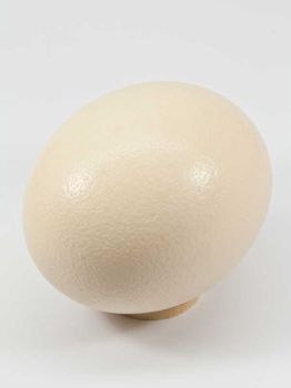 Egg ostrich (struisvogel) natural