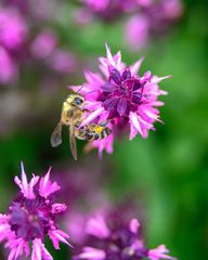 Bienenfreundliche Gartenpflanzen