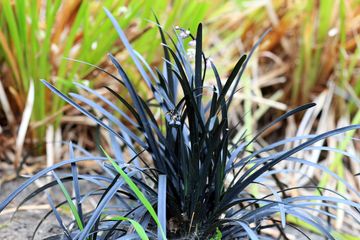 Zwart gras 'Ophiopogon'