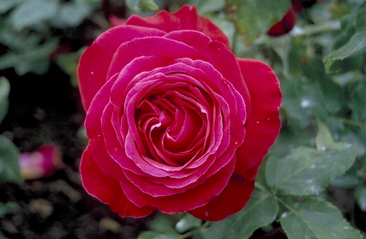 Rosen 'Rosa