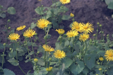 Frühlingssonnenblume - Doronicum