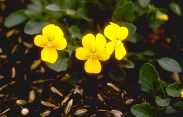 Rabattenpflanzen gelb