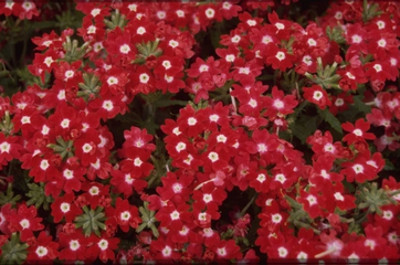 Blütenfarbe rot