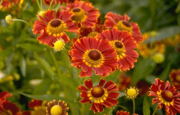 Sonnenblume 'Helenium