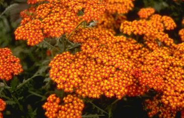 Blütenfarbe Orange