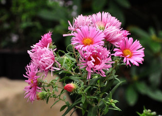 Herbst-Aster 'Aster
