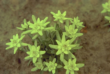 Alpen-edelweiss - Leontopodium