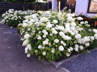 Blütenfarbe Weiß