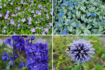 Staudenbeetes - Blumenfarbe blau