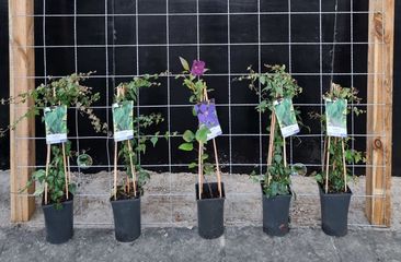 Trellisschermen voor klimplanten