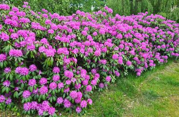 Rhododendron'