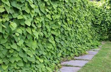 Deutsche Pfeife "Aristolochia