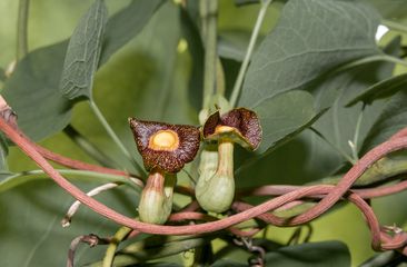 Pijpbloem 'Aristolochia' soorten