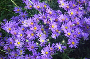Herbst-Aster 'Aster