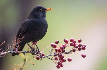 Vogelfreundliche Sträucher mit Beeren