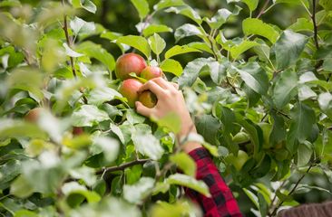 Fruitstruiken en moestuinplanten