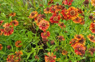Alle Sonnenblume 'Helenium' Pflanzen