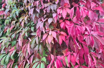 Leuchtende Herbstfarben - Herbstfärbung
