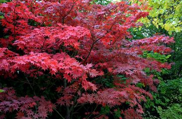 Japanse Esdoorn 'Acer palmatum' alle soorten