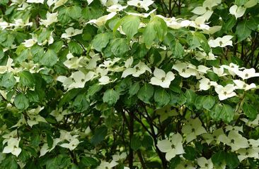 Kornoelje 'Cornus Kousa'