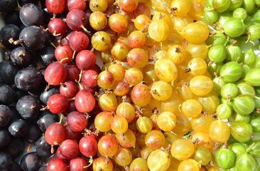 Stachelbeersträucher - Ribes 'Uva crispa'