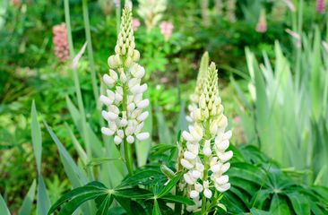 Alle Lupine 'Lupines'