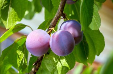 Pruimenbomen 'Prunus domestica'