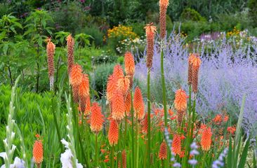 Alle vuurpijl Kniphofia