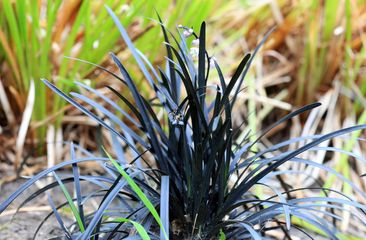 Zwart gras 'Ophiopogon'